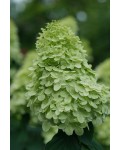 Гортензія волотиста ‘Пастель Грін’|Hydrangea paniculata ‘Pastelgreen’|Гортензія волотиста ‘Пастель Грін’